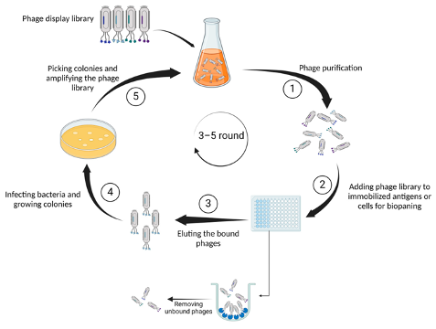 Phage display technology