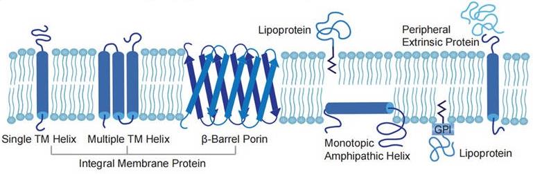 Anti-Membrane Protein Antibody Discovery Using Speed™ Mouse (Creative Biolabs Original)