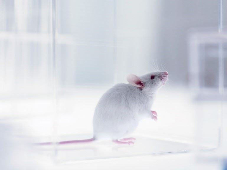 Anti-Membrane Protein Antibody Discovery Using Speed™ Mouse