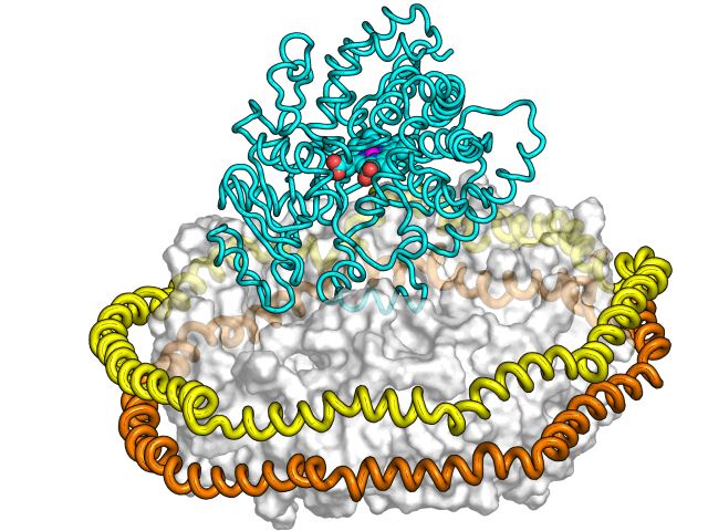 Anti-Membrane Protein Antibody Production Using Nanodiscs