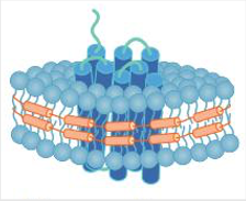 Anti-Membrane Protein Antibody Production Using Nanodiscs (Creative Biolabs Original)