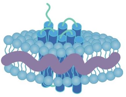 Anti-Membrane Protein Antibody Production Using Polymers (Creative Biolabs Original)