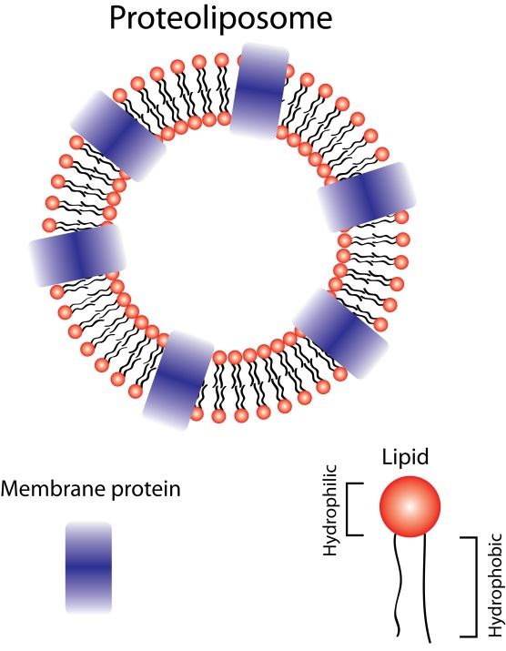 Anti-Membrane Protein Antibody Production Using Proteoliposomes