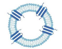 Anti-Membrane Protein Antibody Production Using Proteoliposomes (Creative Biolabs Original)