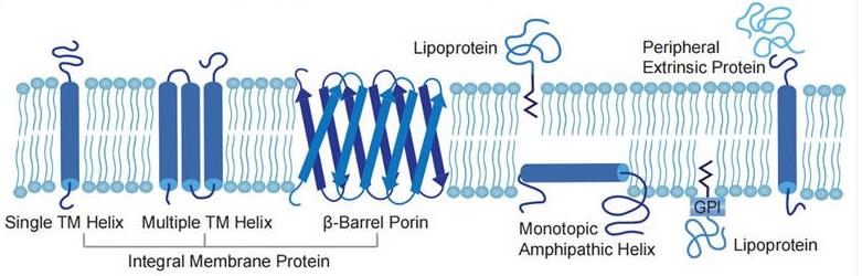 Anti-Membrane Protein Antibody Production Using Recombinant Proteins (Creative Biolabs Original)