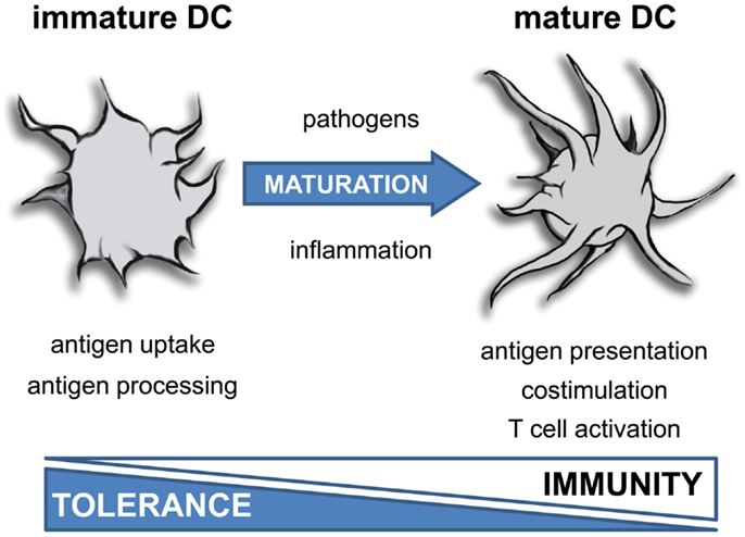 Schematic representation of dendritic cells functions. 