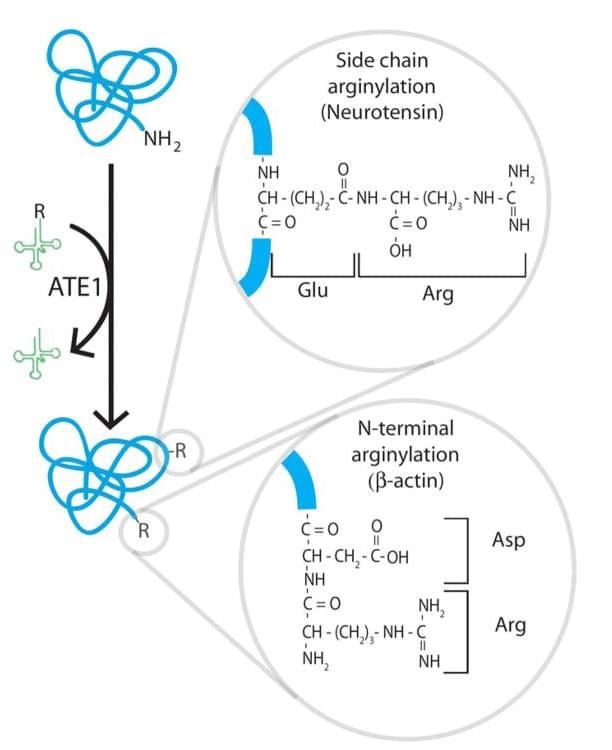 According to the conventional theory, Ate1 transfers Arg from tRNA onto the N-terminally exposed amino group of the acceptor protein, forming a peptide bond (circled on the bottom of the diagram). The Recent finding also demonstrates an example of Arg addition to the side chain of the Glu residue of neurotensin (circled on the side of the diagram). If mediated by Ate1, this reaction constitutes an additional or alternative mechanism of protein arginylation.