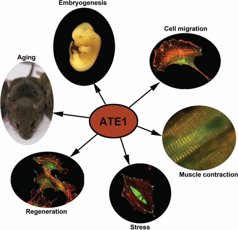 Recent work also demonstrated protein arginylation played an essential role in multiple physiological processes such as embryogenesis, stress and heat shock, aging, protein degradation, and regenerative processes.