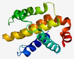 BCL2L1 Membrane Protein Introduction