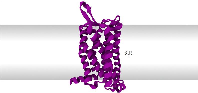 BDKRB2 Membrane Protein Introduction