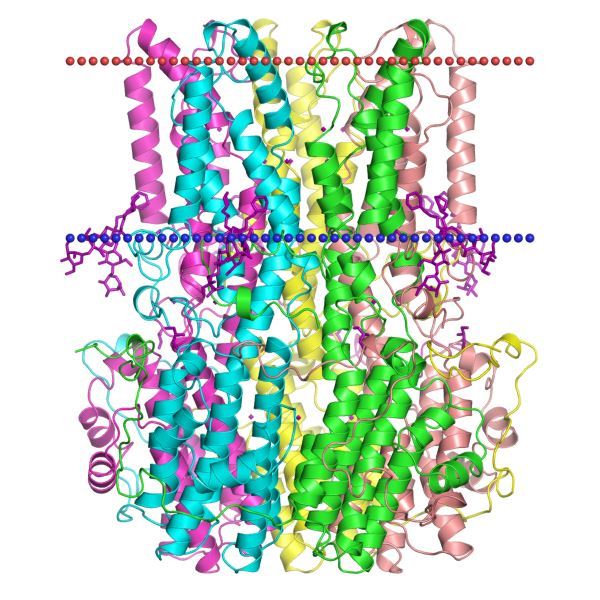 Structure of BEST1 membrane protein.
