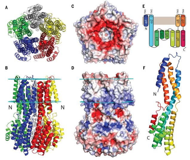 Structure of bestrophin ion channels.