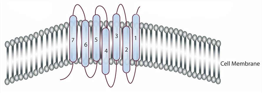 BRS3 Membrane Protein Introduction