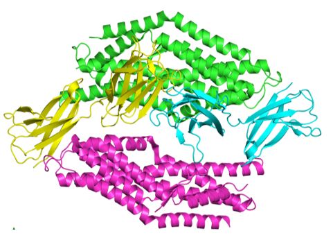 Structure of BSG membrane protein.