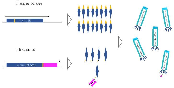 Gene III product from helper phage and gene III-scFv product from phagemid.
