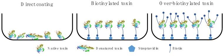Antigen immobilization strategies.