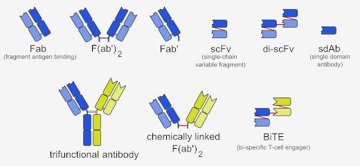 Bispecific Antibody Production
