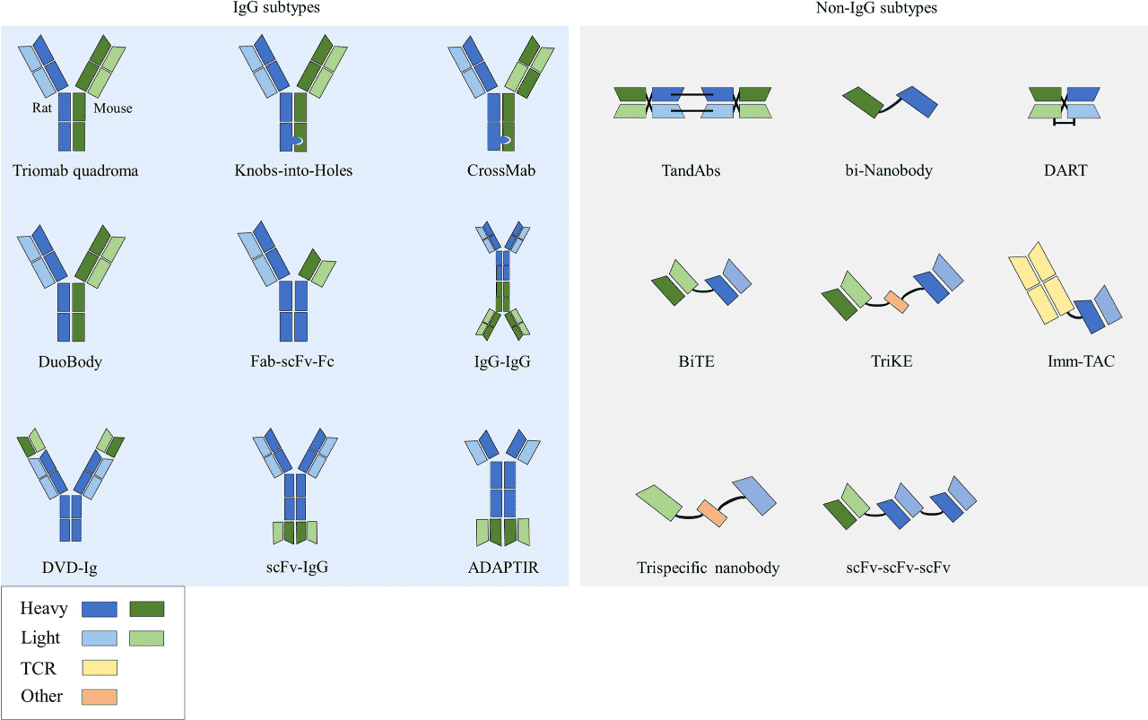 Fig.1 Different bispecific antibody formats. 