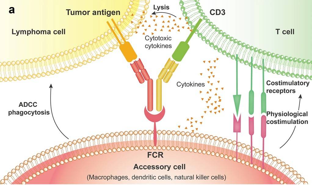Fig.1 BsAbs function by bringing targeted tumor cells close to T-cells to allow killing via perforin and granzyme release.