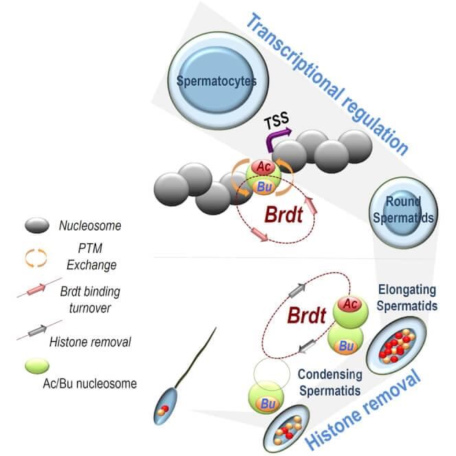 In the context of sperm cell differentiation, histone butyrylation competes with acetylation, especially at H4 K5, to prevent the binding of Brdt, a bromodomain-containing protein mediating stage-specific gene expression programs and post-meiotic chromatin reorganization. Additionally, H4 K5K8 butyrylation also marks retarded histone removal during late spermatogenesis.