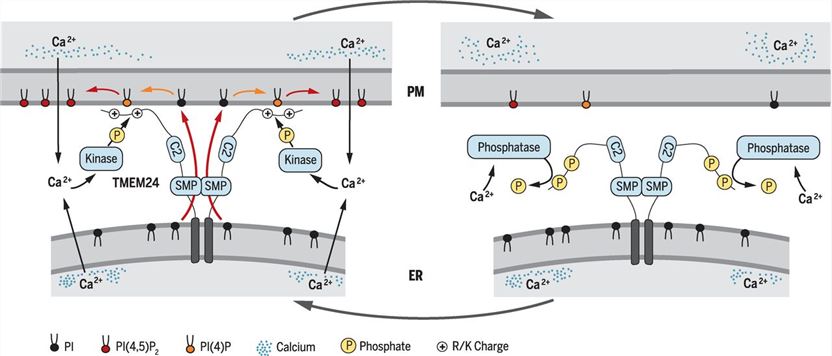 C2CD2L Membrane Protein Introduction
