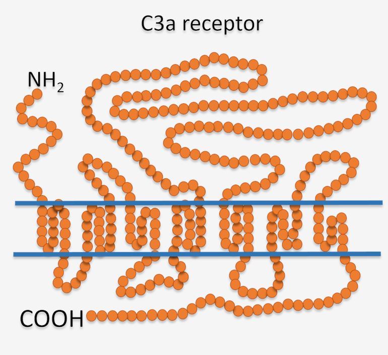 C3AR1 Membrane Protein Introduction