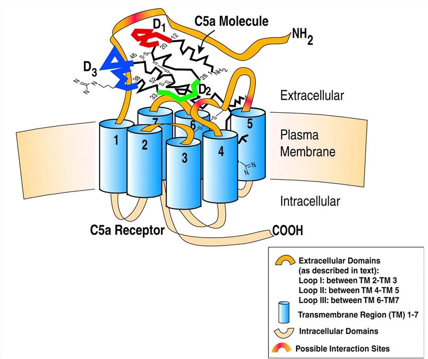 C5AR1 Membrane Protein Introduction