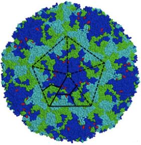 Structure of enterovirus