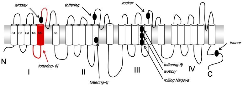 Structure of CACNA1A membrane protein.
