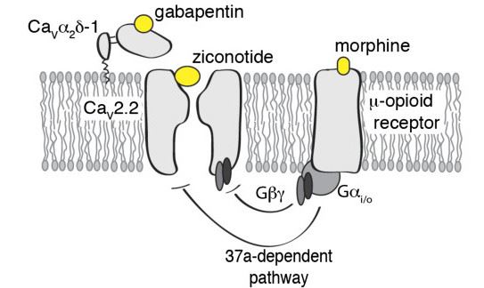 Structure of CACNA1B membrane protein.