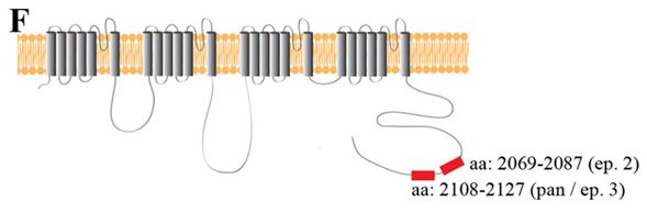 Transmembrane topology of the Ca<sub>v</sub>2.3.