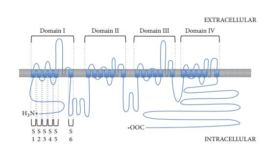 Protein topology of Ca<sub>v</sub>1.4.
