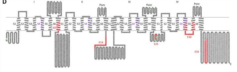 A topological map of CACNA1G variants