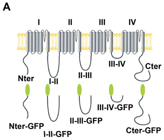 Schematic representations of hCa<sub>v</sub>3.2.
