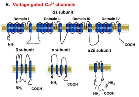 Calcium channel α1 subunit.