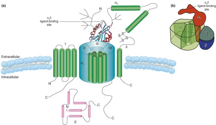 The heteromultimeric voltage-sensitive Ca2+ channel, which comprises α1, α2δ, β and γ subunits.