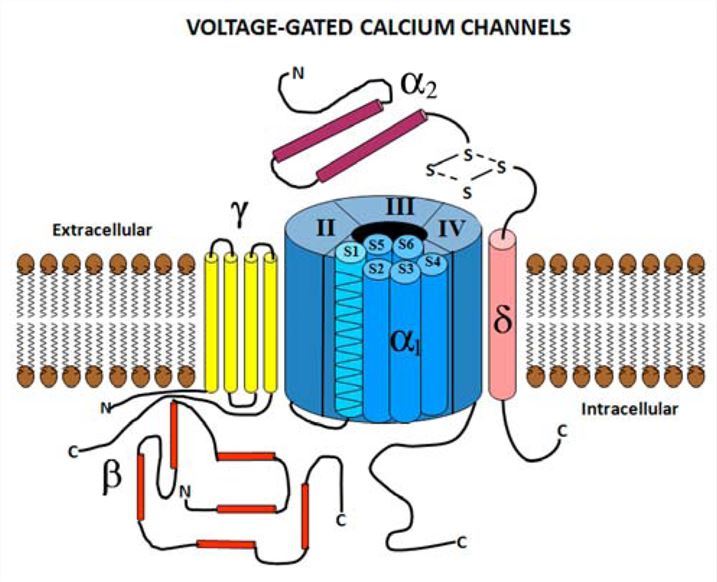 Structure of voltage-gated calcium channels.