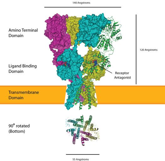 Structure of the AMPA receptor.