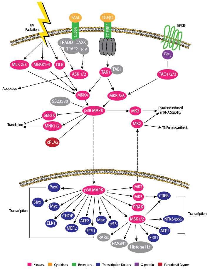 Structure of p38 MAPK Pathway.