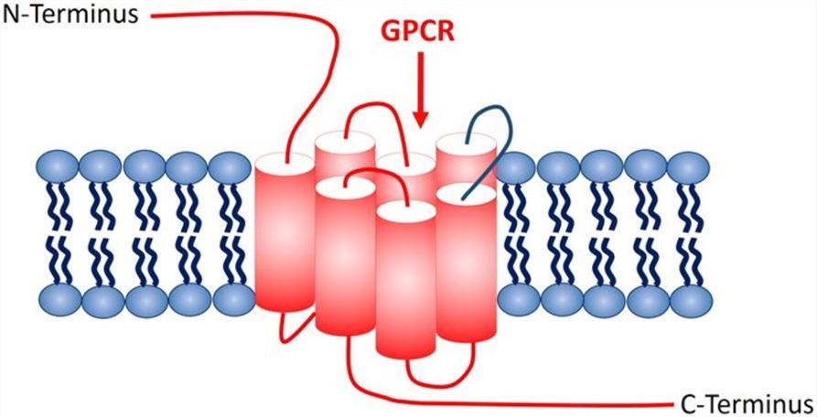CALCR Membrane Protein Introduction
