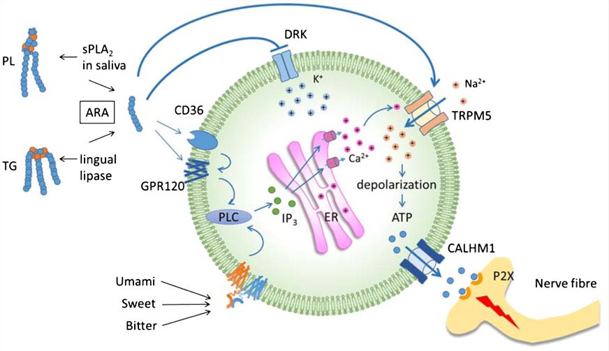 Proposed signaling pathway in type II receptor cells.