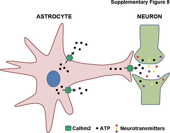 CALHM2 governs astrocytic ATP releasing in the development of depression-like behaviors.
