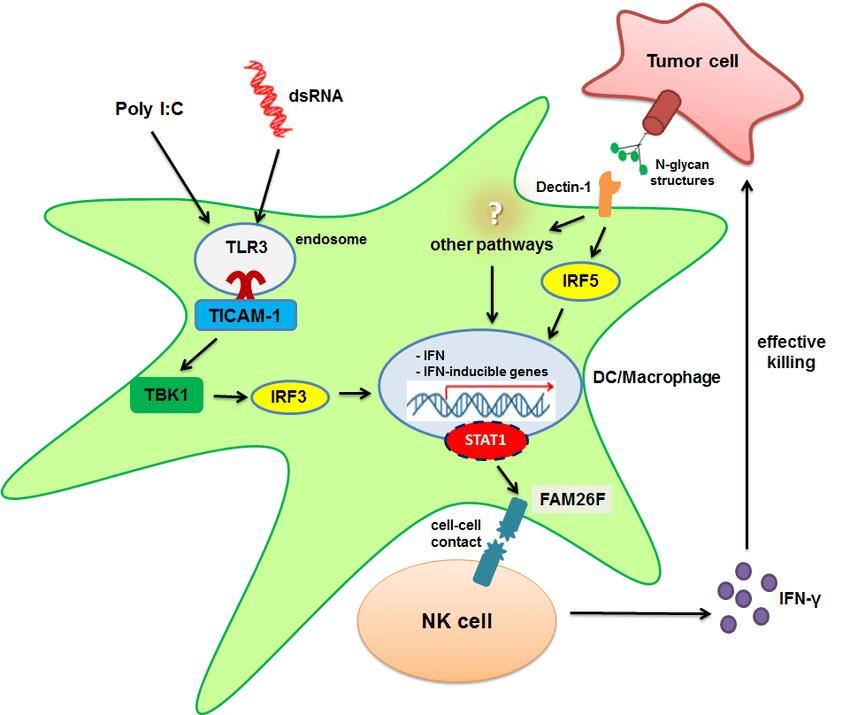 Anti-tumor activation pathways of CALHM6.