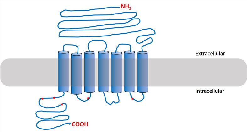 CASR Membrane Protein Introduction