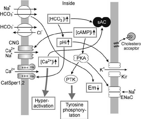 CATSPER1 Membrane Protein Introduction