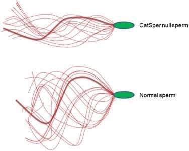CATSPER2 Membrane Protein Introduction