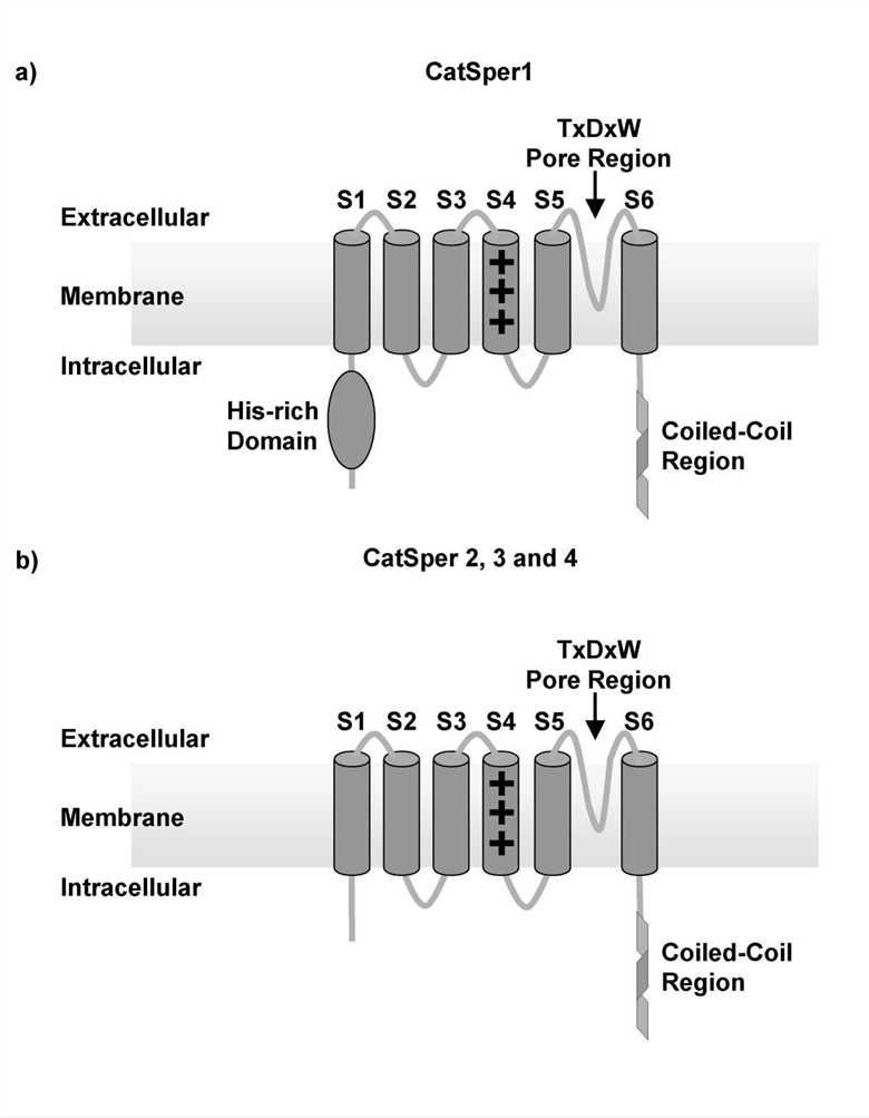 CATSPER3 Membrane Protein Introduction