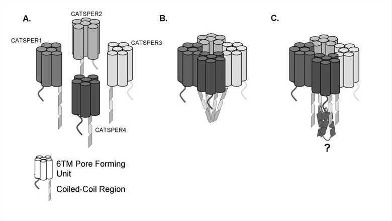 CATSPER4 Membrane Protein Introduction