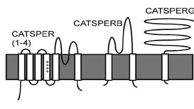 CATSPERB Membrane Protein Introduction