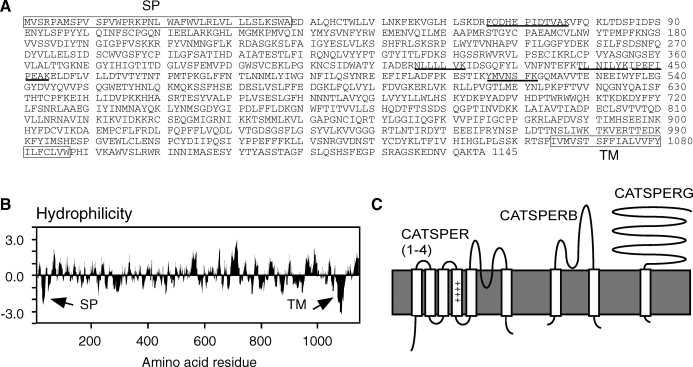 CATSPERG Membrane Protein Introduction
